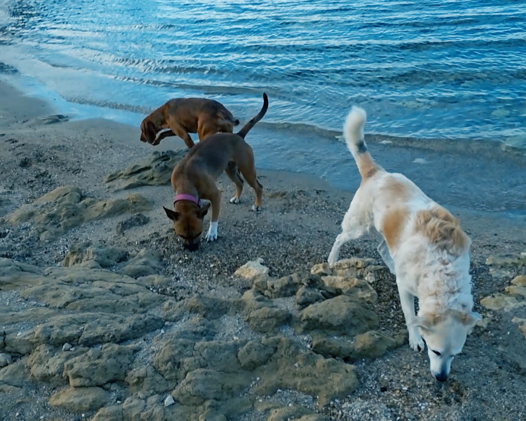 ΠΡΟΒΛΗΜΑΤΙΣΜΕΝΟΙ ΨΗΦΟΦΟΡΟΙ